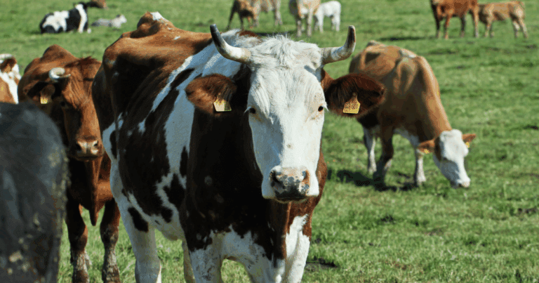 Телешки колаген: ползи, употреба и всичко, което трябва да знаете